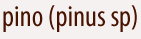Pino (pinus sp)